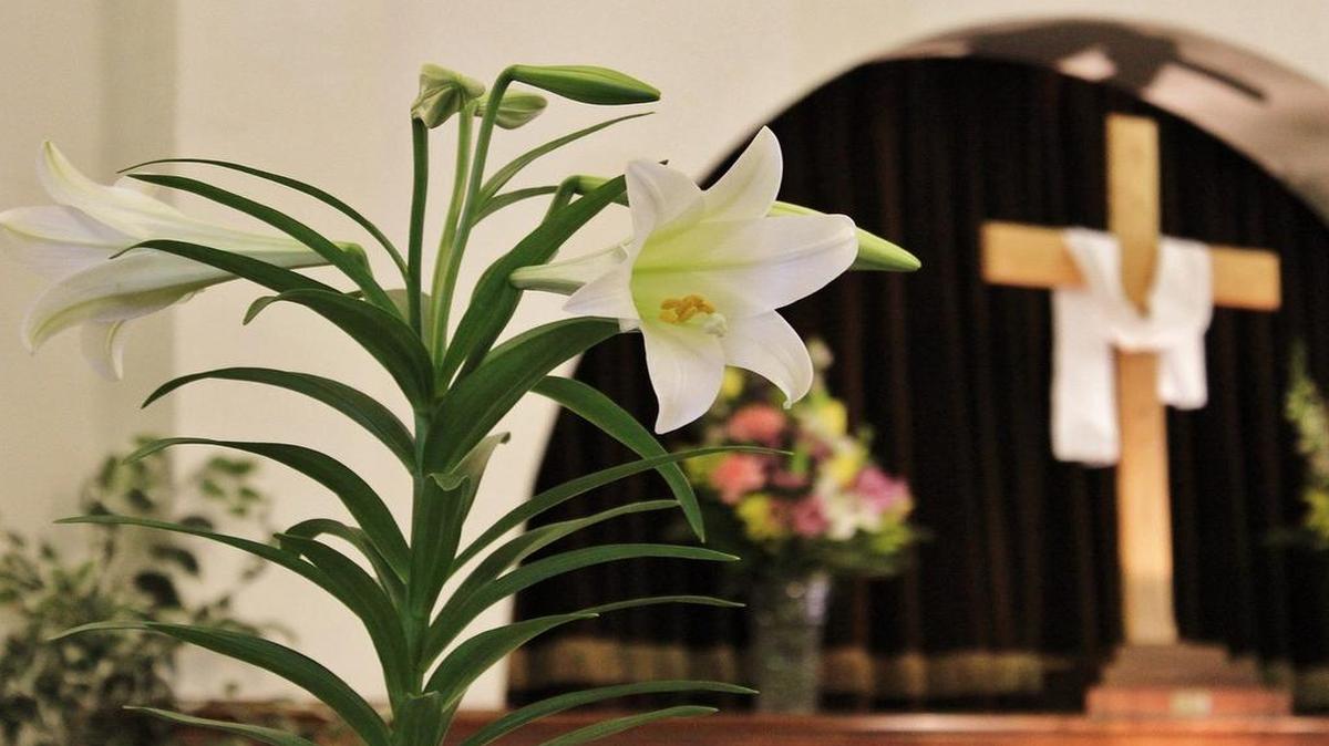 An Easter lily can be grown outside and will bloom a second time later in the summer.