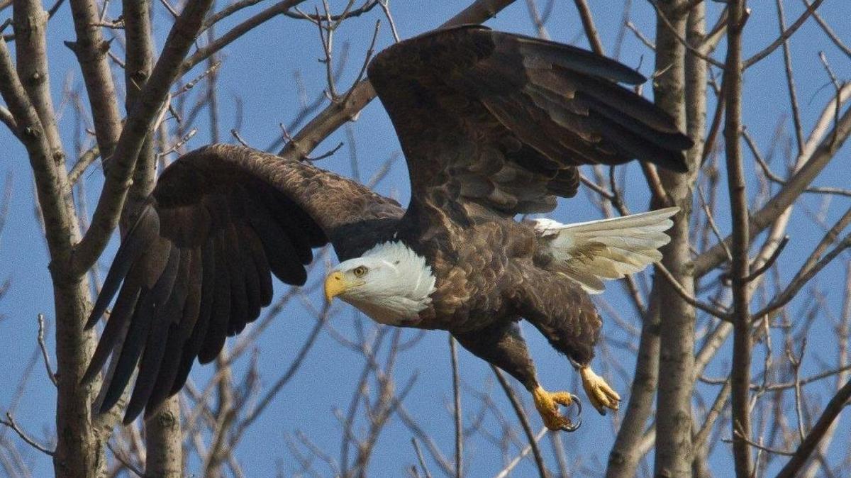 File photo of eagle taking off along the Mississippi River.