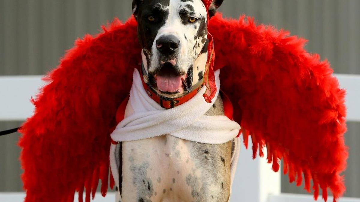 Need some inspiration? This Great Dane hakes a heck of a devil.