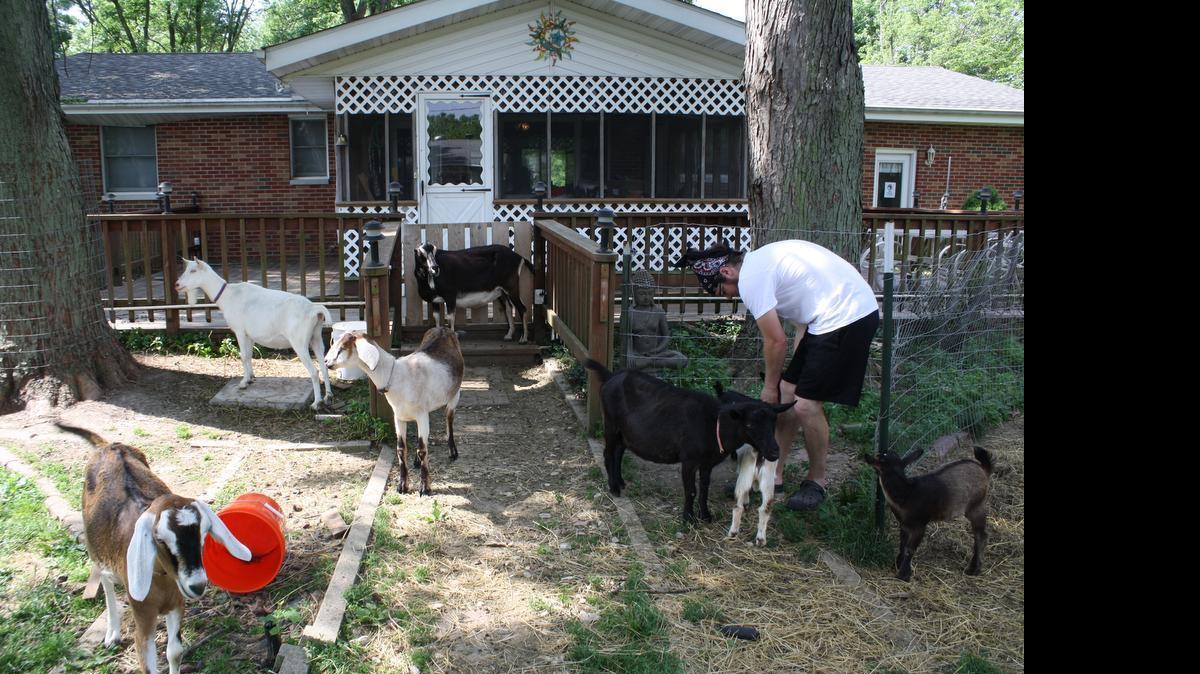 
Wiley adult goats can’t get onto the deck behind the Davis home, but the little ones can slide between the slats of the railings. Locked gates in the yard and the deck keep them from roaming too far.
