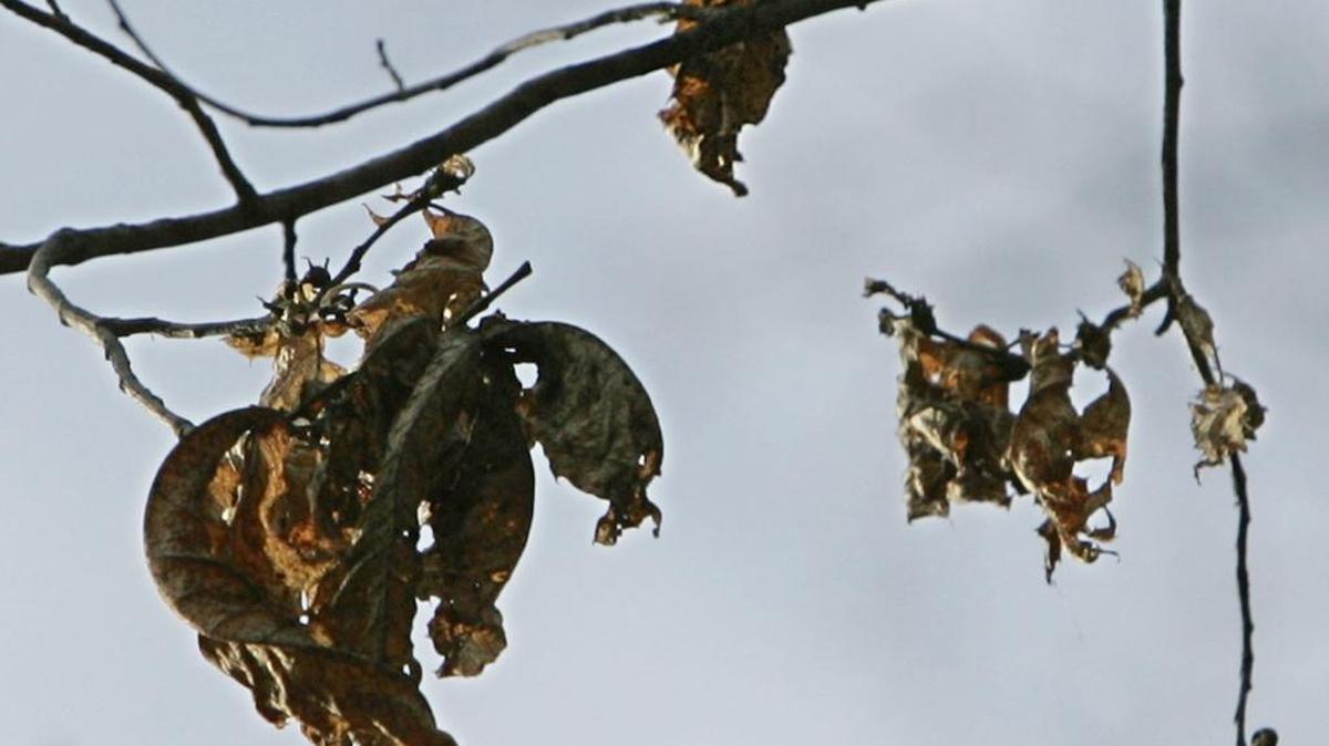 Brown, curled leaves on an American Chestnut tree indicate it was killed by blight.
