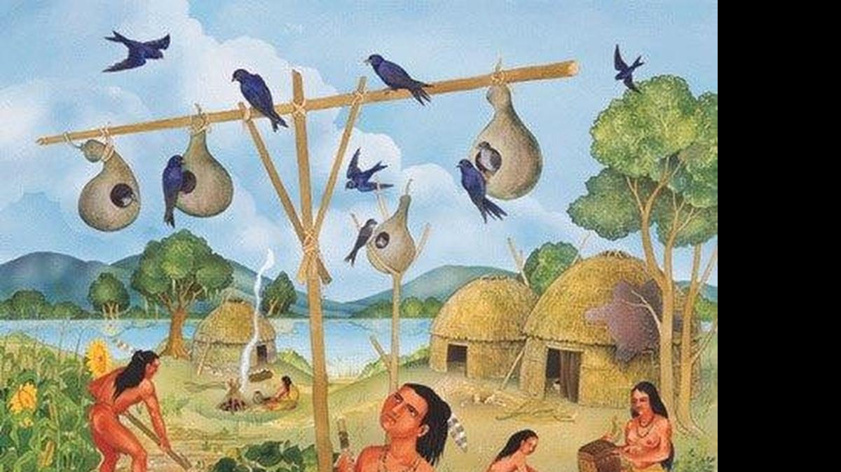 
Purple martins are indigenous to Cahokia Mounds. This illustration shows how Native Americans might have housed them in gourds.
