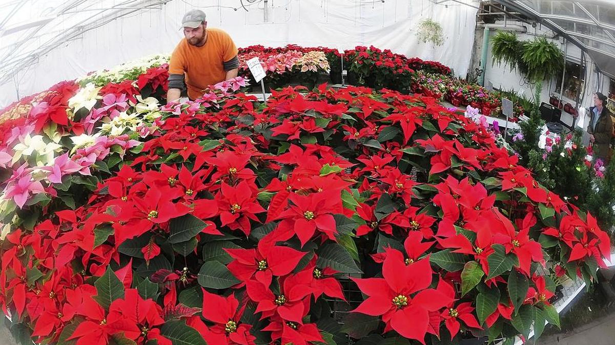 The main care factors for a Christmas Poinsettia include temperature, light, water and air humidity.