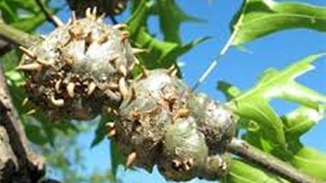 Gardening: Tiny wasps are causing galls on oak tree | Belleville News ...