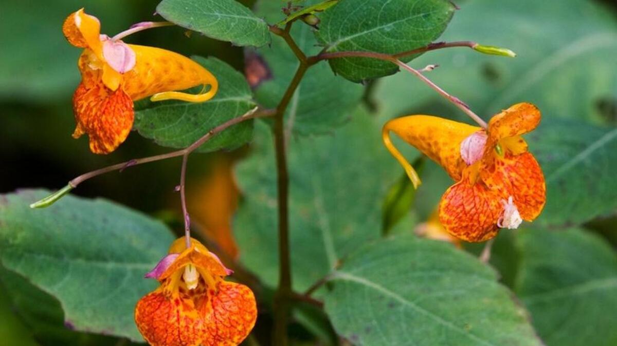 
Jewelweed can often be found growing close to poison ivy.
