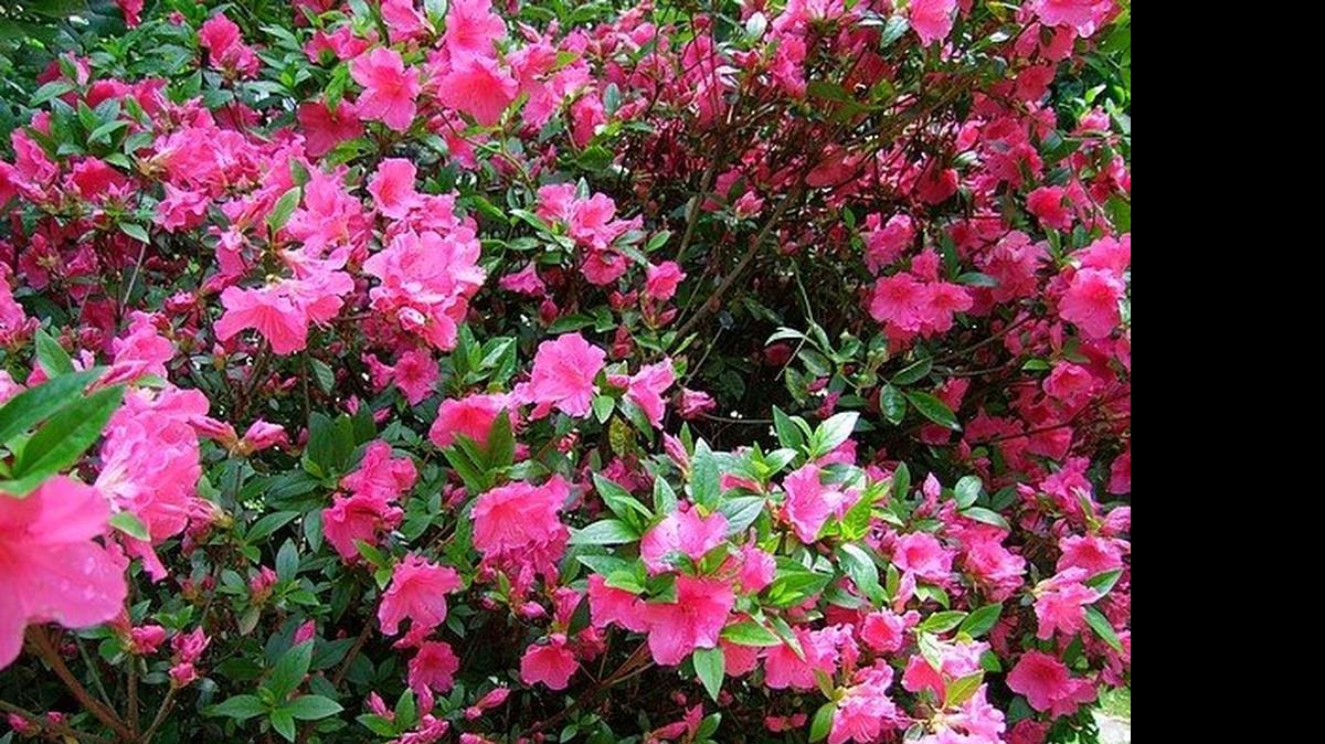 
Azaleas have fine, shallow roots.
