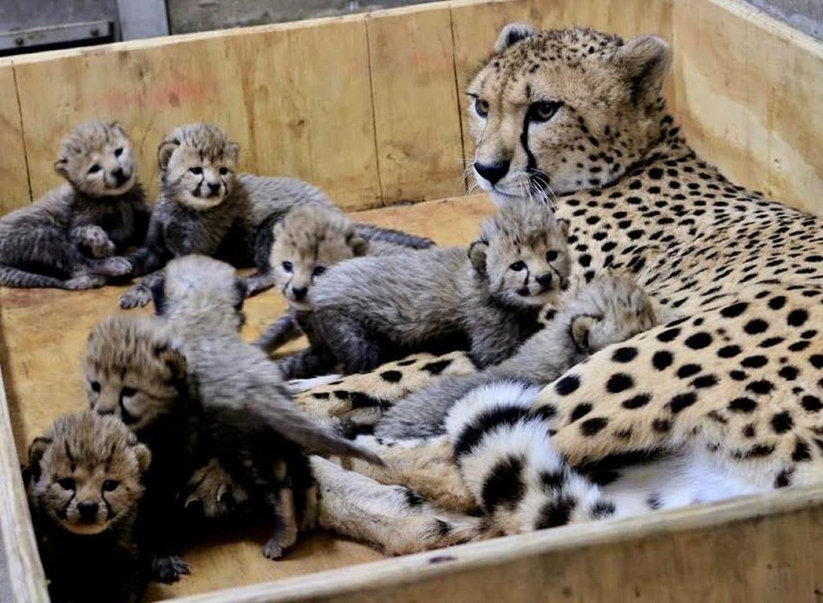 The Saint Louis Zoo announced Wednesday that a cheetah named Bingwa welcomed a litter of eight cubs — which is twice the size of an average litter — on Nov. 26.