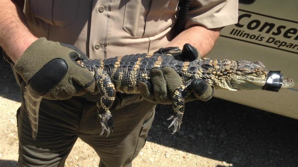 Conservation Officer Kaufman holds the 27-inch alligator taken from a Marseilles woman’s home on Friday.