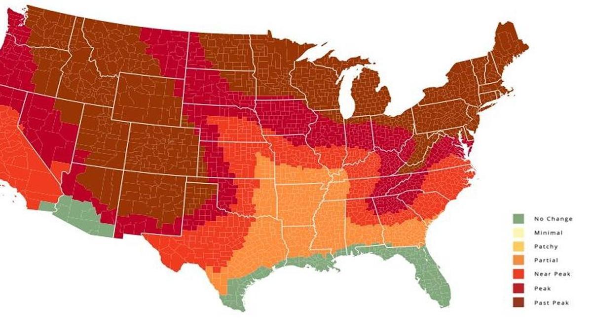 The Fall Foliage Prediction Map at smokymountains.com says the metro-east region is ripe for a spectacular display this weekend.