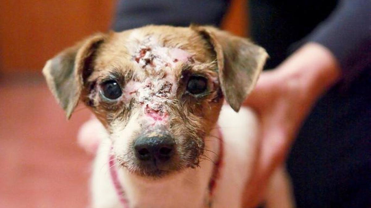Trudy, a terrier mix dog, is slowly recovering in the care of Partners for Pets after being found with injuries so severe they initially suspected she had been in a dogfighting ring. A criminal investigation into what happened to Trudy is underway in Venice.
