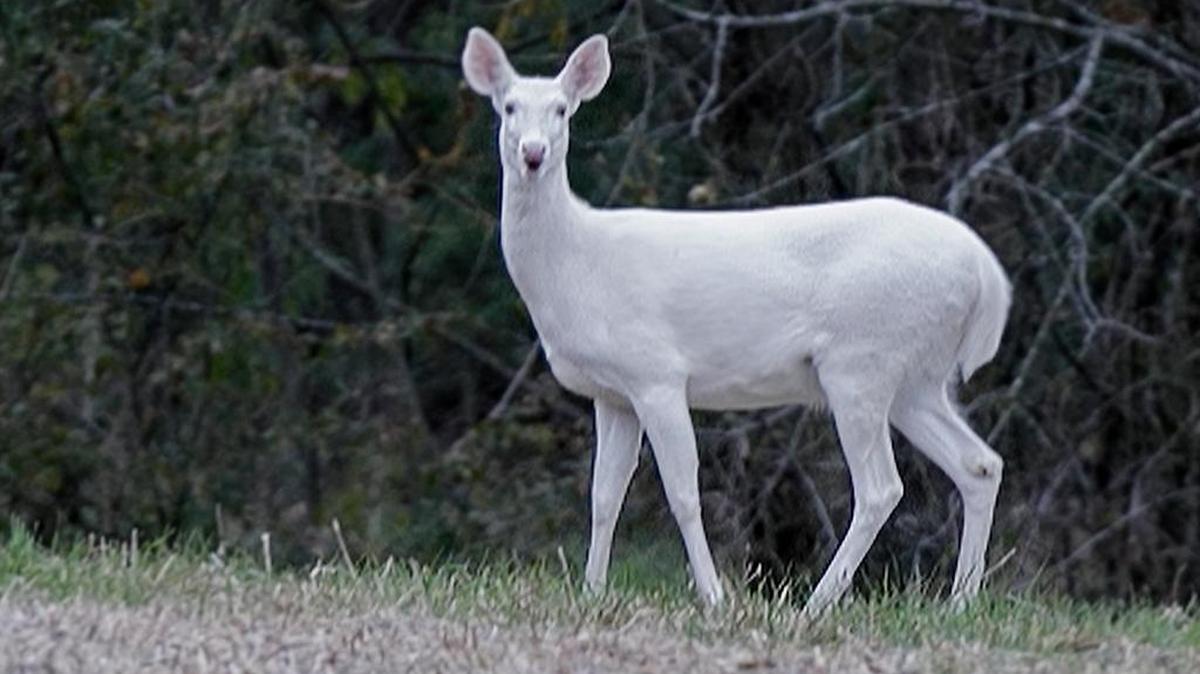 This white deer has been spotted roaming rural Waterloo.