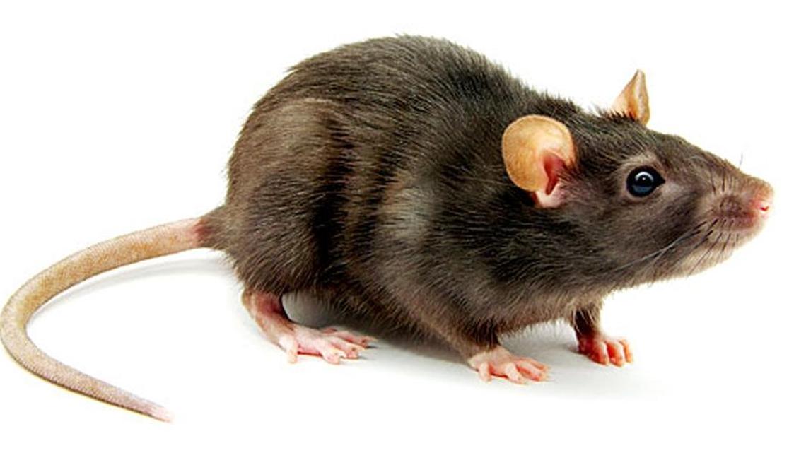 The Norway rat, also called the brown or sewer rat, is the largest domestic rodent.