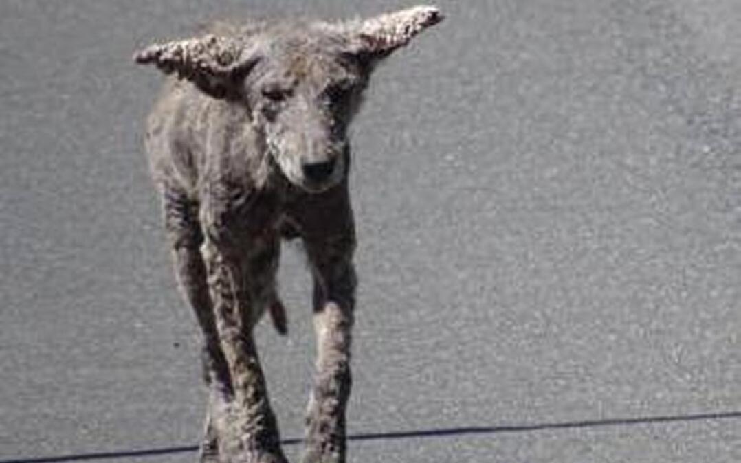 Police warn of mange-covered coyotes being mistaken for “zombie” dogs.
