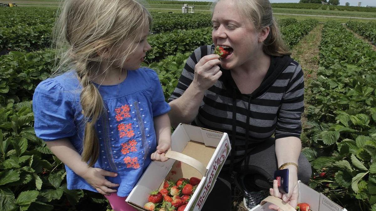 
Lilly Bertram, 4, watches as her mother, Becky Bertram, takes a bite of a strawberry at Eckerts Orchards on Wednesday. Would-be pickers are dropped off by shuttle, and picked up later, as the shuttle continues to loop from the parking lot of the main complex out to the fields. 
