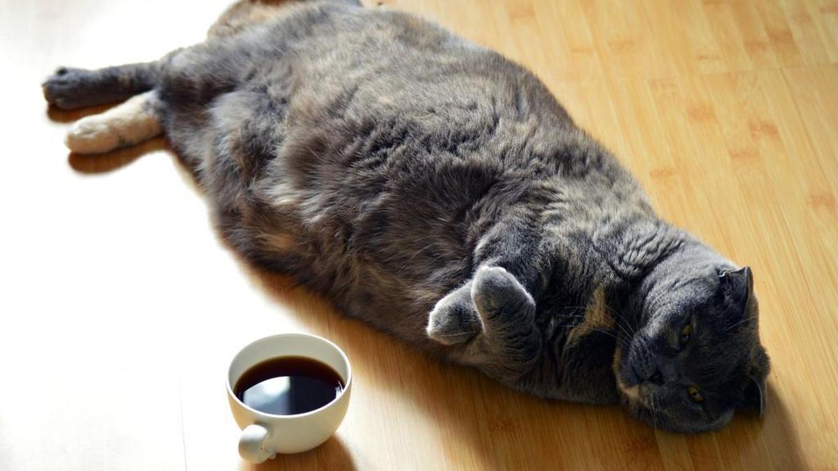 A fat lazy cat will stay a lazy cat even once it loses weight researchers from the University of Illinois say in their findings on feline weight loss.