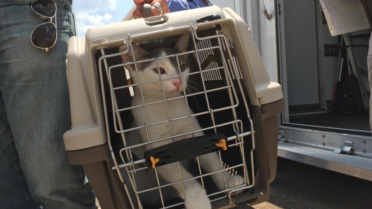 A cat from League City, Texas, is brought to the Emancipet clinic in Houston. More than 50 cats previously at the Humane Society in Houston have been brought to Missouri.