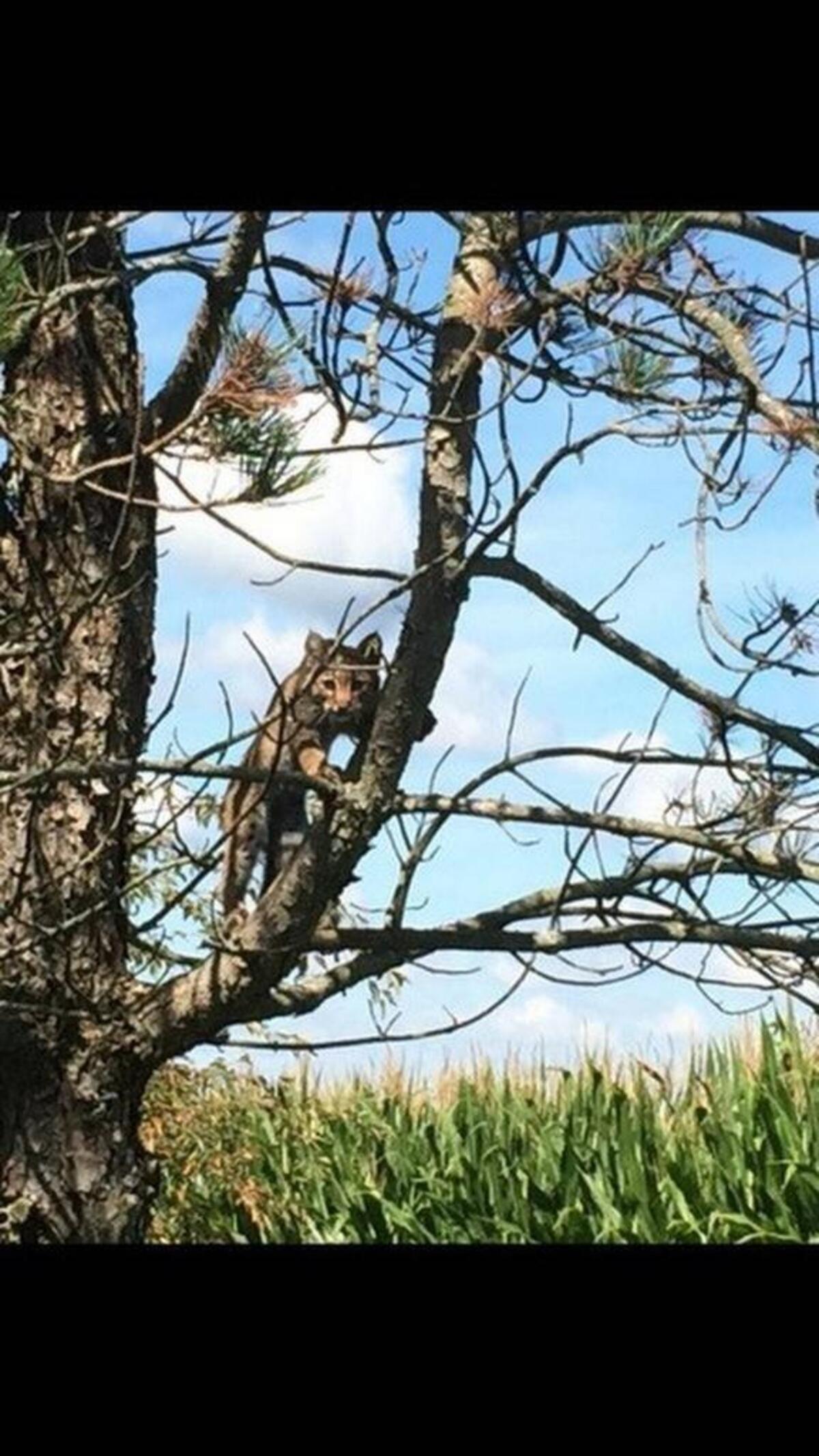 A big cat was spotted on a home surveillance camera last September. There never was confirmation on whether it was a mountain lion, cougar, or bobcat as pictured here in Shiloh in 2017. Black bear and big cat sightings became a regular occurrence in the metro-east in last summer.