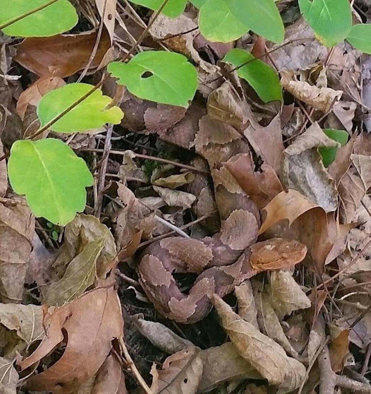 Copperhead snakes are among those migrating at Shawnee National Forest.