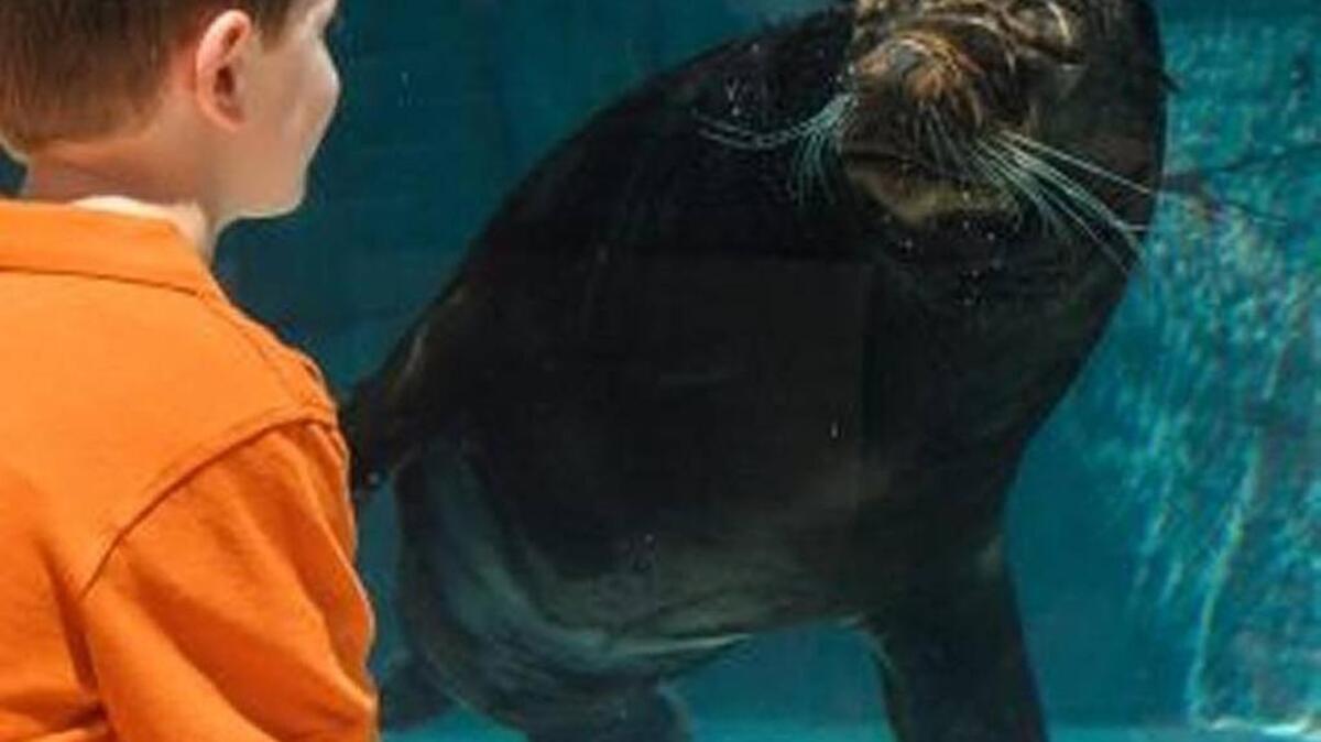 A young visitor views a California sea lion at Sea Lion Sound at the St. Louis Zoo.