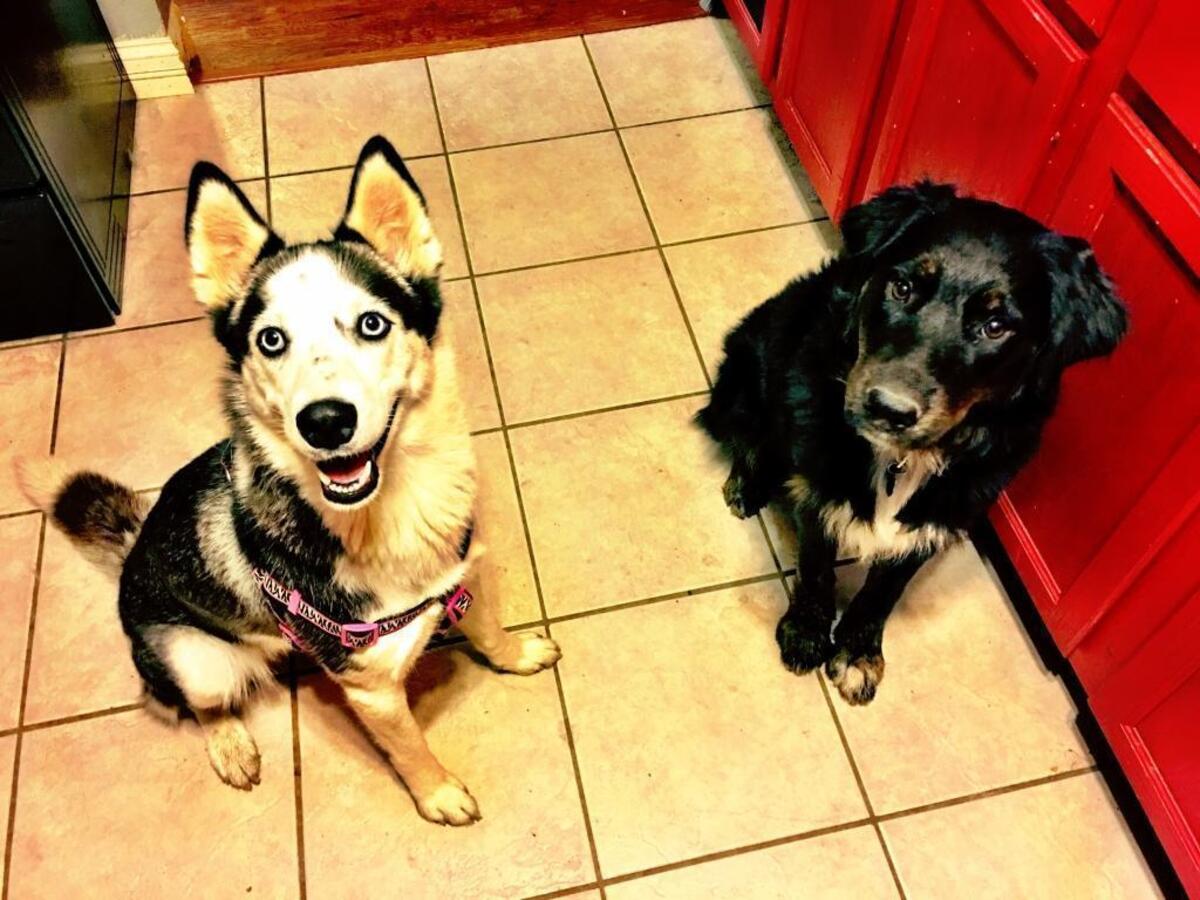 Lelu (left) and Murphy (right) were killed by coyotes on Dec. 19.