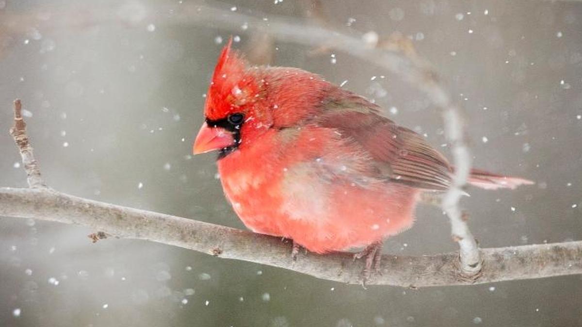 If one state senator gets his way, the northern cardinal will no longer be the state bird of Illinois.