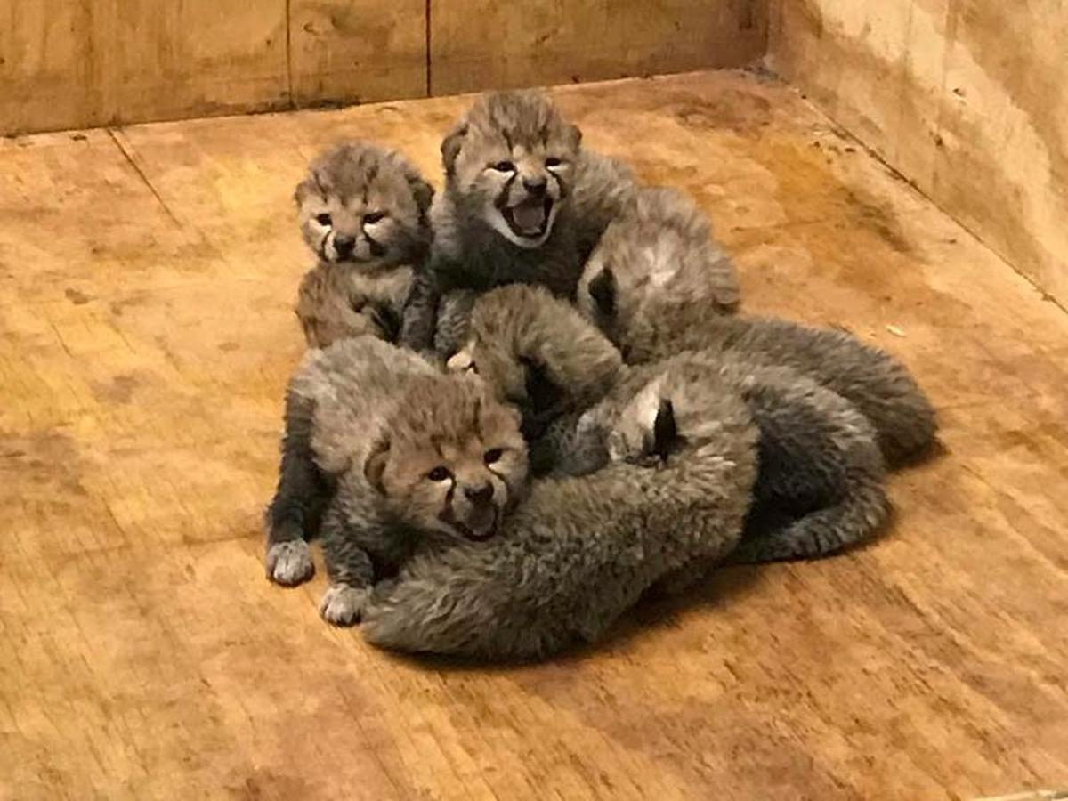 The Saint Louis Zoo announced Wednesday that a cheetah named Bingwa welcomed a litter of eight cubs — which is twice the size of an average litter — on Nov. 26.