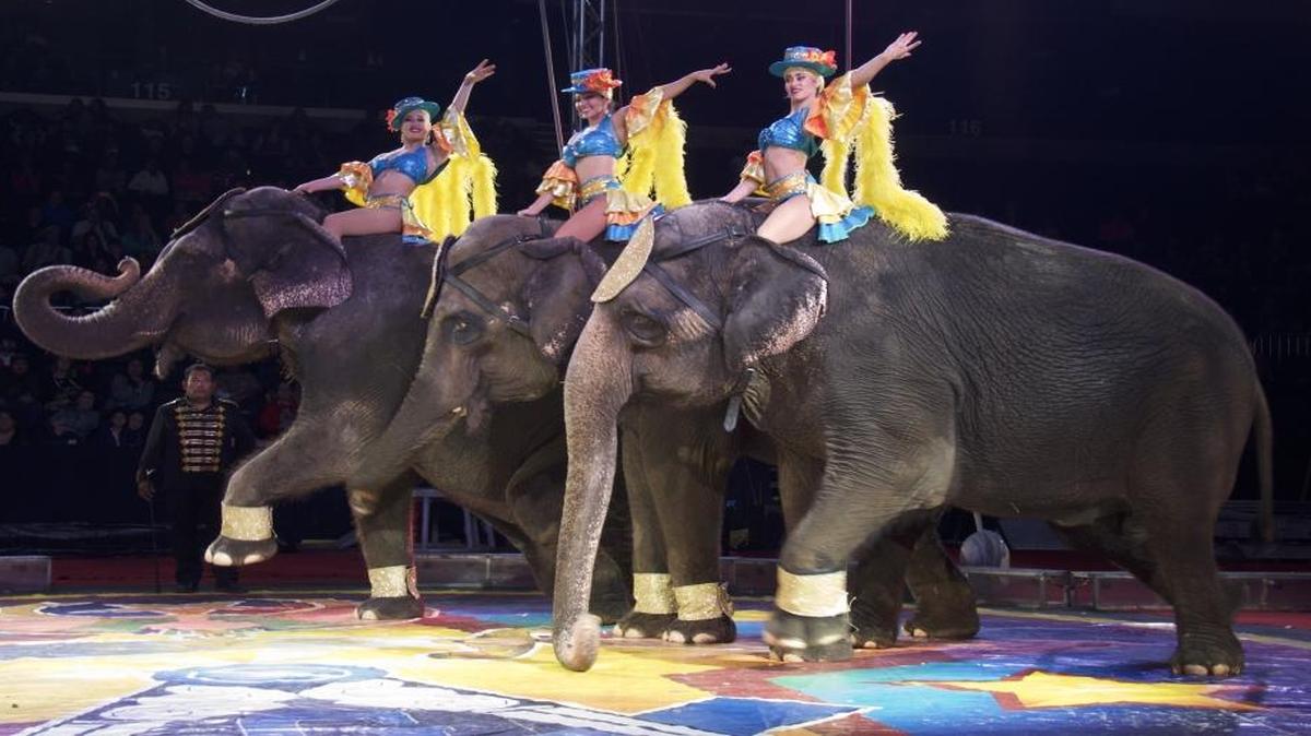 Carden International Circus’ powerful elephants are trained to do intricate moves.