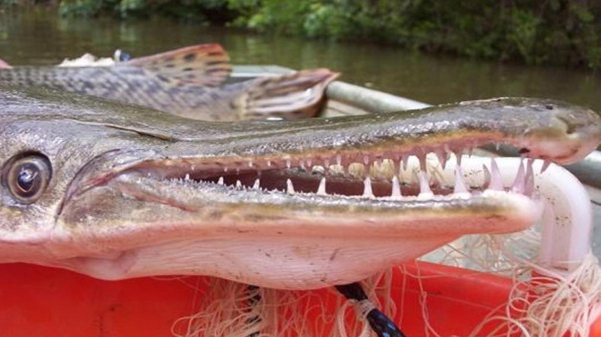 Alligator gar have rows of sharp teeth.