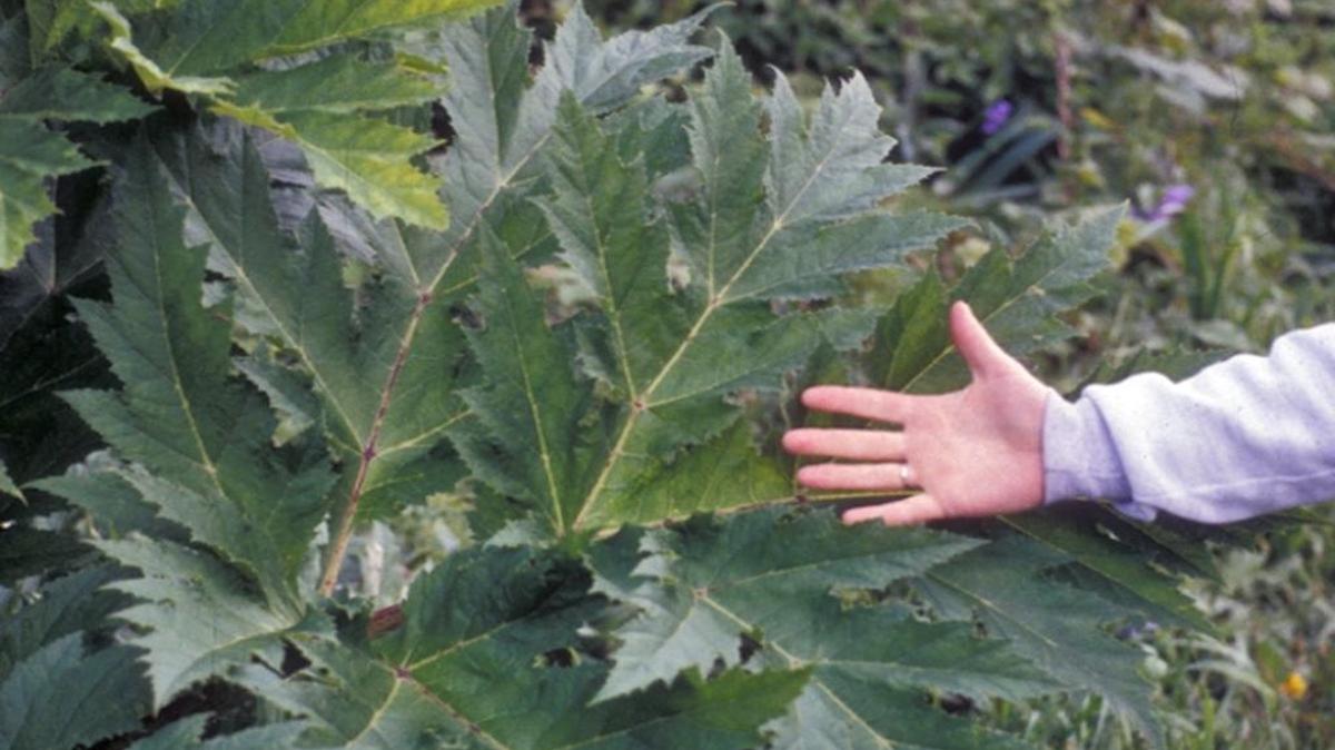 
Giant hogweed leaf

