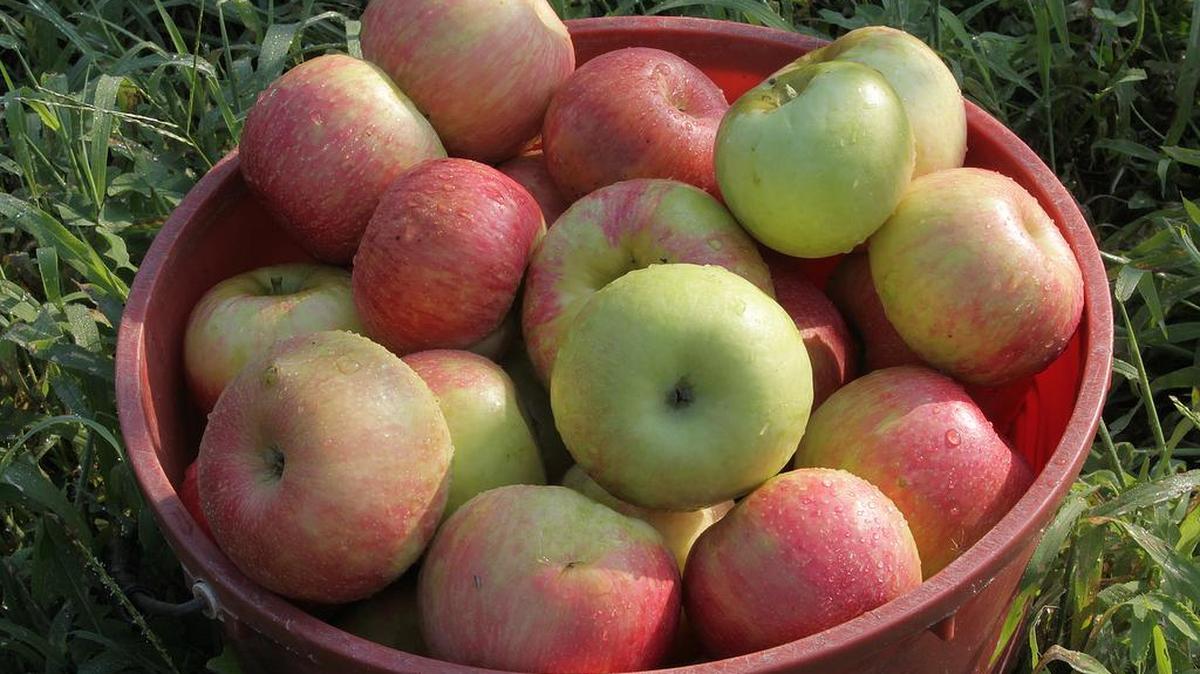 
The apple-picking season starts Saturday at Eckert’s.
