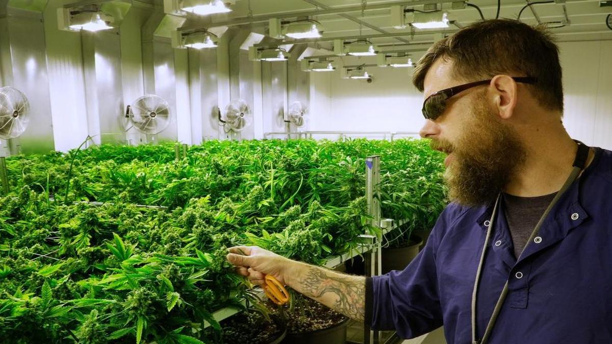 In this September photo, lead grower Dave Wilson cares for marijuana plants in the “flower room” at the Ataraxia medical marijuana cultivation center in Albion, Ill.