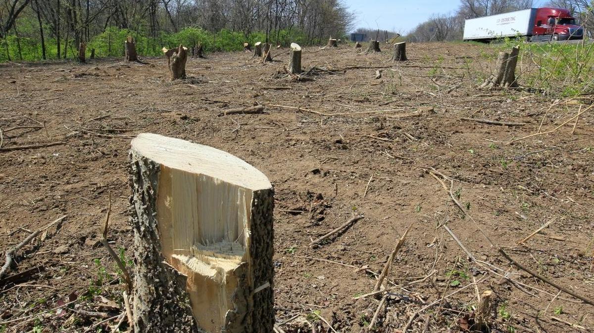 This lot has been cleared of trees for a future dog park St. Clair County is planning. It’s located on property between South 11th Street and Ilinois Route 15 — across the street from the county’s Animal Adoption Services.