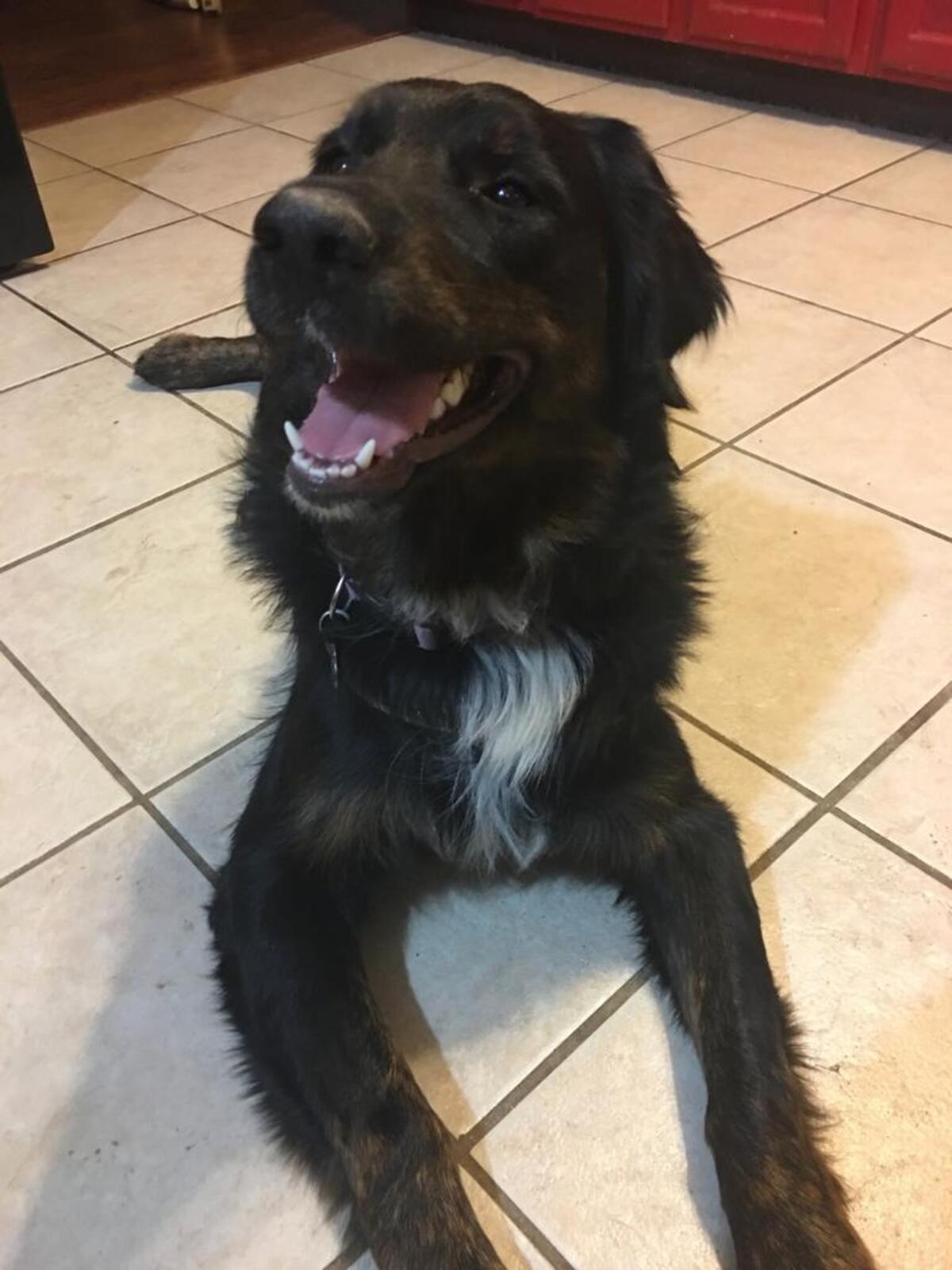 Murphy, an Australian Shepherd, was put down shortly after the attack.