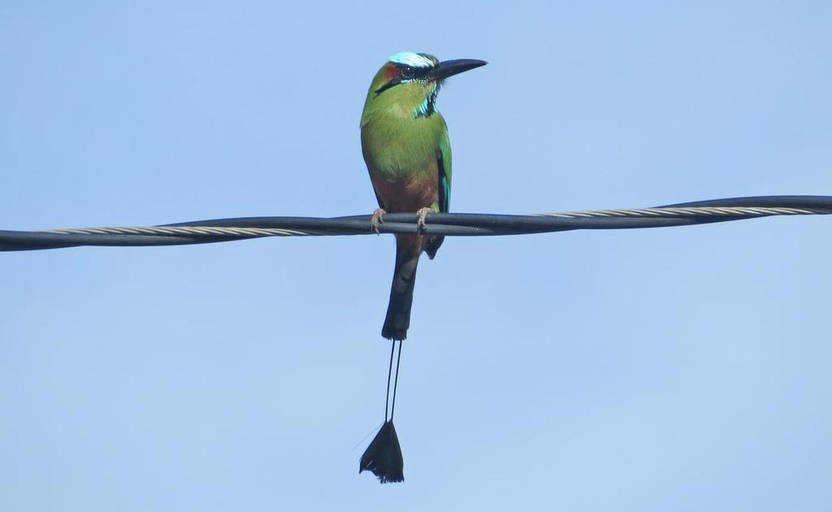 A turquiose browed motmot. Birding enthusiast, Highland native and Conservation Chairman of the Grand Valley Audubon Society Nic Korte gave a presentation about migratory birds and the role they play in the environment at the Louis Latzer Memorial Public Library in Highland on Oct. 3.