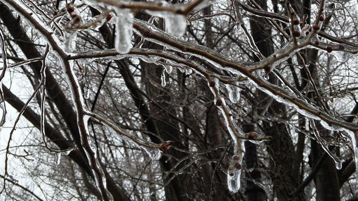 Branches of a tree in eastern Madison County are covered with ice on Saturday morning, Jan. 14. However, there was not enough ice to cause the tree to lose any limbs.
