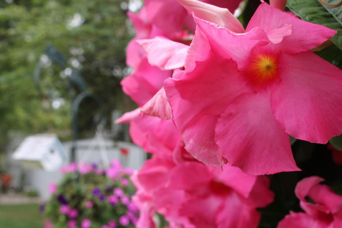 A pink flower at at 719 Dolphin Drive East, the home of Carol and Francis “Buck” Robben and the Highland Garden Club Yard of the Month winner for September. This will be the last yard the Garden Club picks until next year.