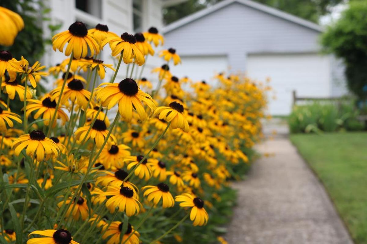 Flowers in the Highland Garden Club Yard of the Month award for August. The homeowners are Lenny and Mary Jane Landmann at 1905 Zschokke. The Landmanns said that the garden is special because every plant has a story.