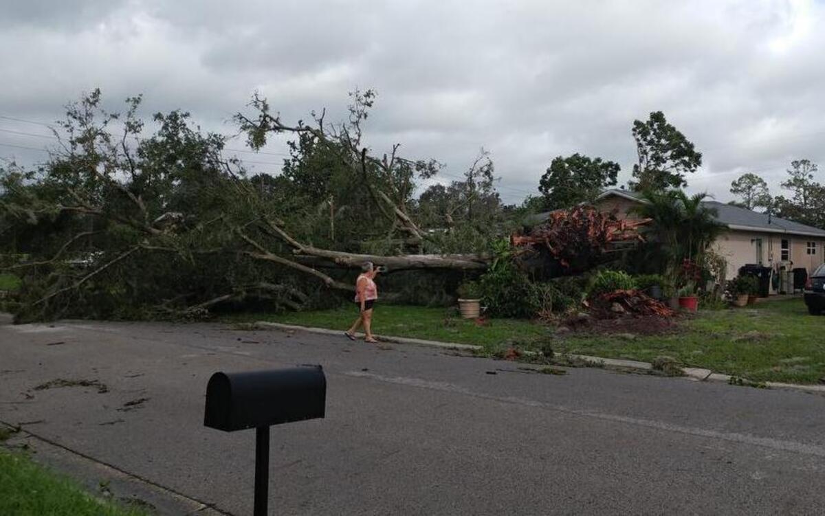 A huge tree was completely uprooted at the end of the street on which Dondee (Riepshoff) Rex, formerly of Alhambra, and her husband Matt and two children live in Orlando, Fla.
