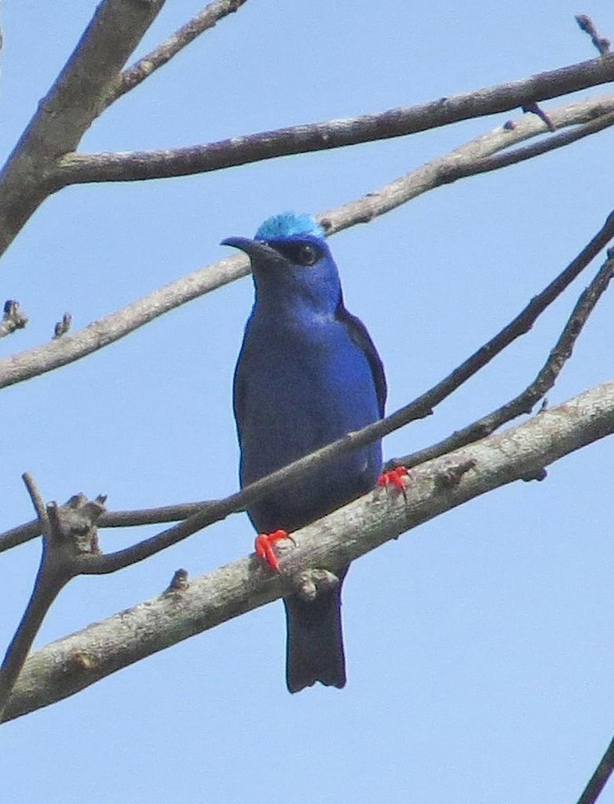 A red-legged Honeycreeper. Birding enthusiast, Highland native and Conservation Chairman of the Grand Valley Audubon Society Nic Korte gave a presentation about migratory birds and the role they play in the environment at the Louis Latzer Memorial Public Library in Highland on Oct. 3.