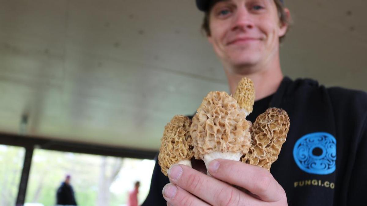 Charles Ambuehl, a self proclaimed “mycophile” and “fungi-freak,” holds up a handful of Morel mushrooms. Ambuehl was one of many demonstrators presenting about their nature-related passions at the Spring Bloom Festival last year Silver Lake Park in Highland and will return this year.