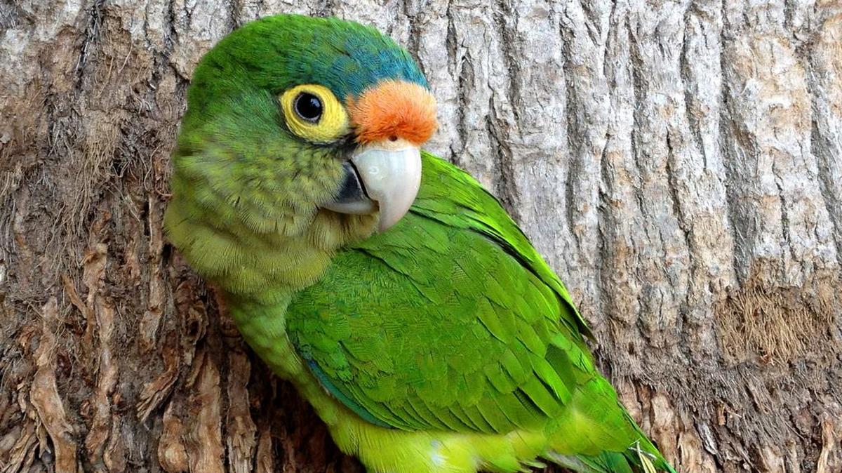 A parrot perches on a tree in Huatulco, Mexico.
