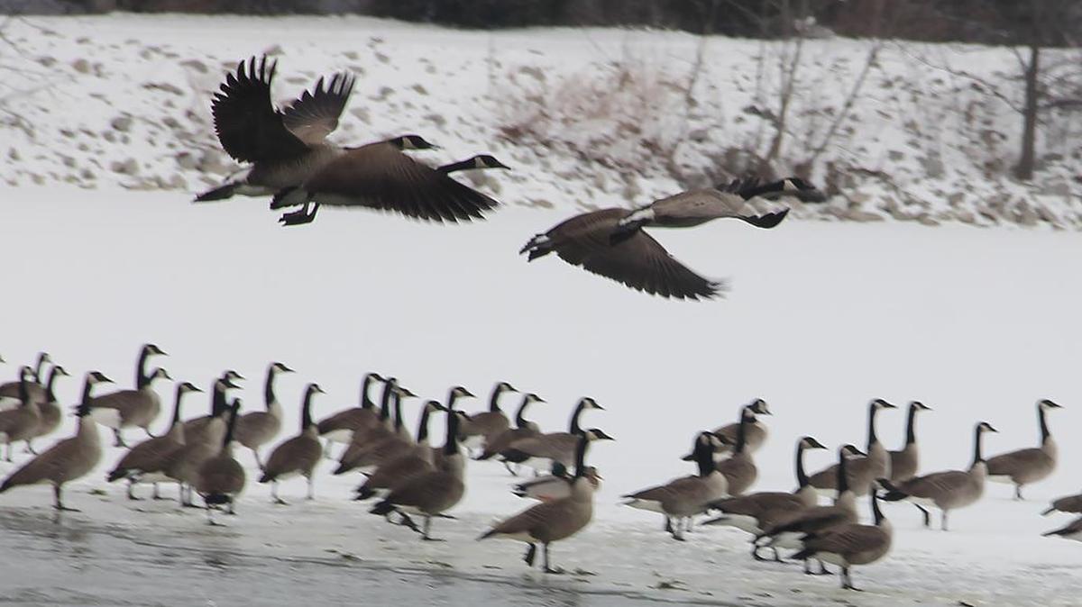 Canada geese gather around a spot of open water at Silver Lake last week.