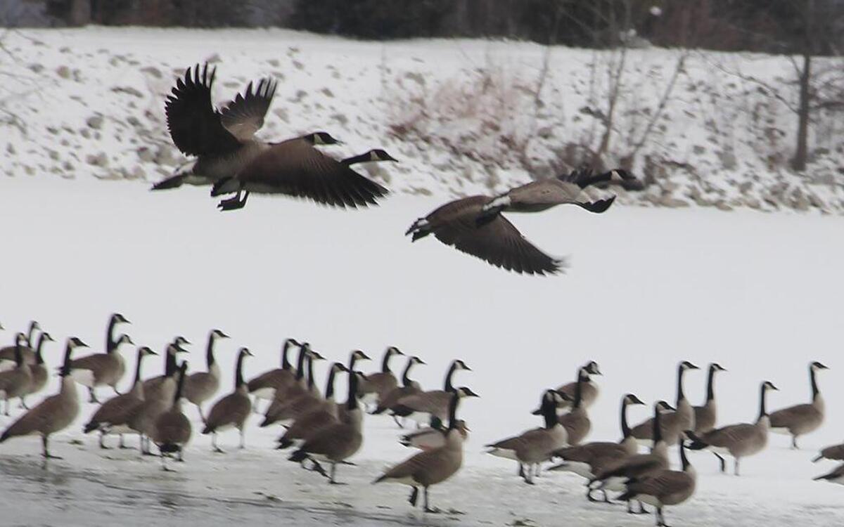 In this file photo, Canada geese congregate on Silver Lake in Highland during winter.
