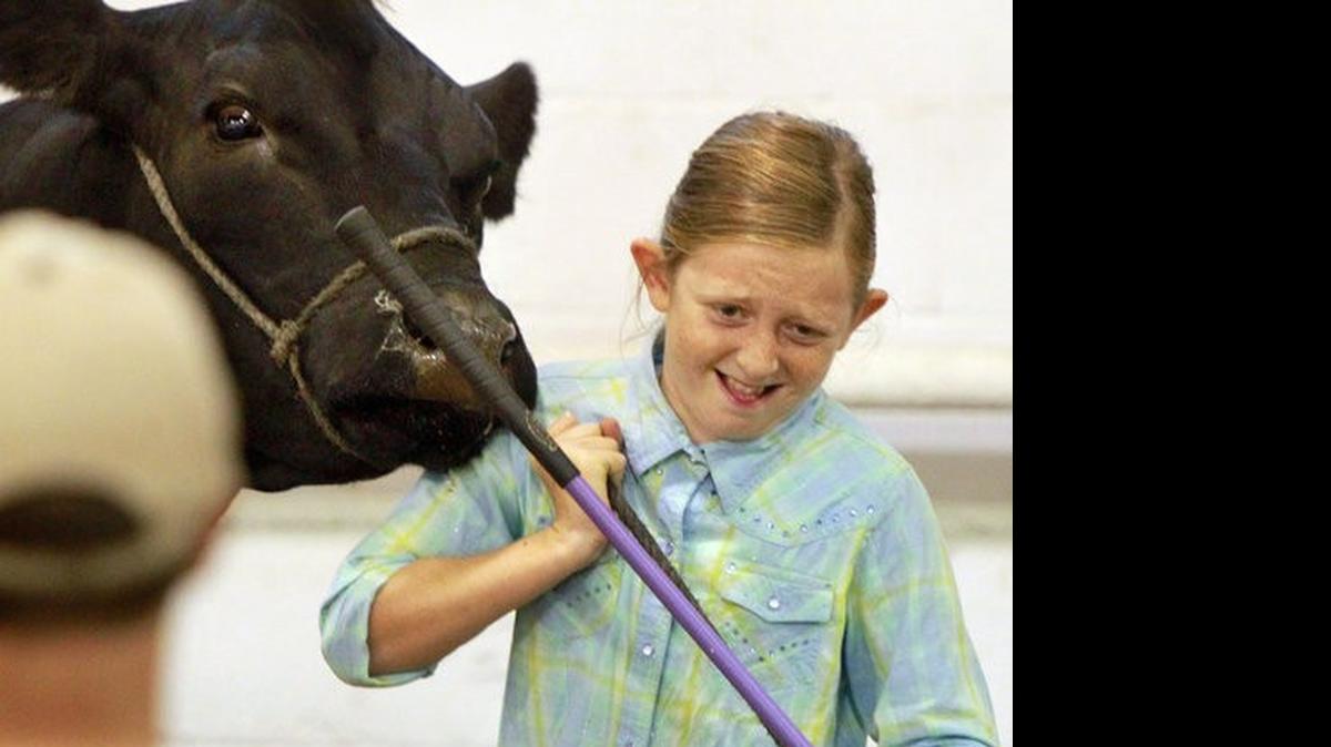 
Madison Rensing participates in the beef cattle show at last year’s Madison County Fair.
