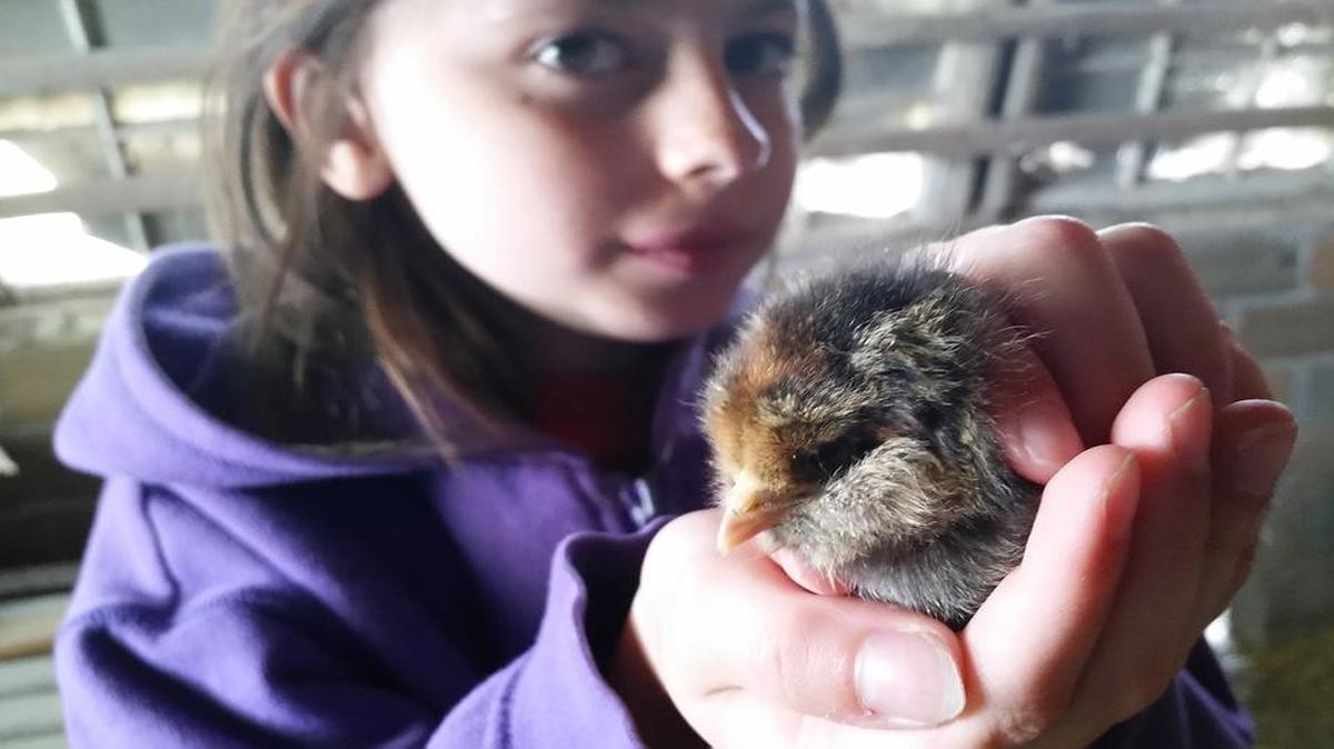 Alissa Korsmeyer holds up a baby chick during a field trip to her grandfather’s farm.