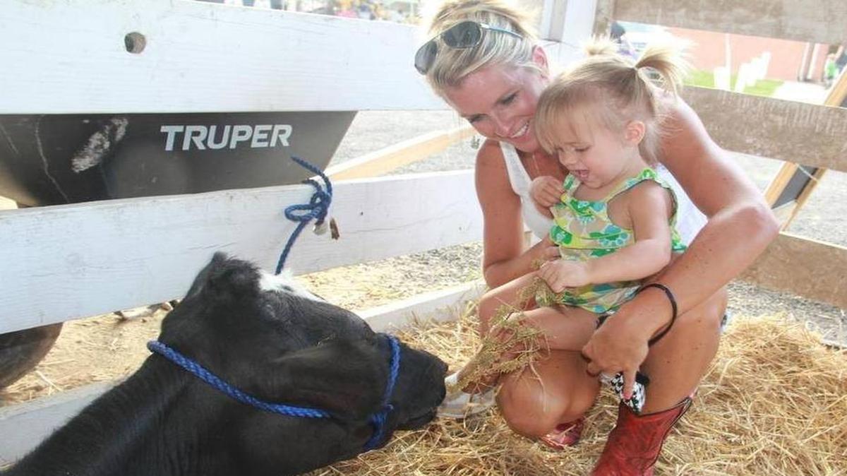 Taylor and Morgan Phelps of Hamel feed a cow owned by Mike Rogier Thursday at the Madison County Fair.