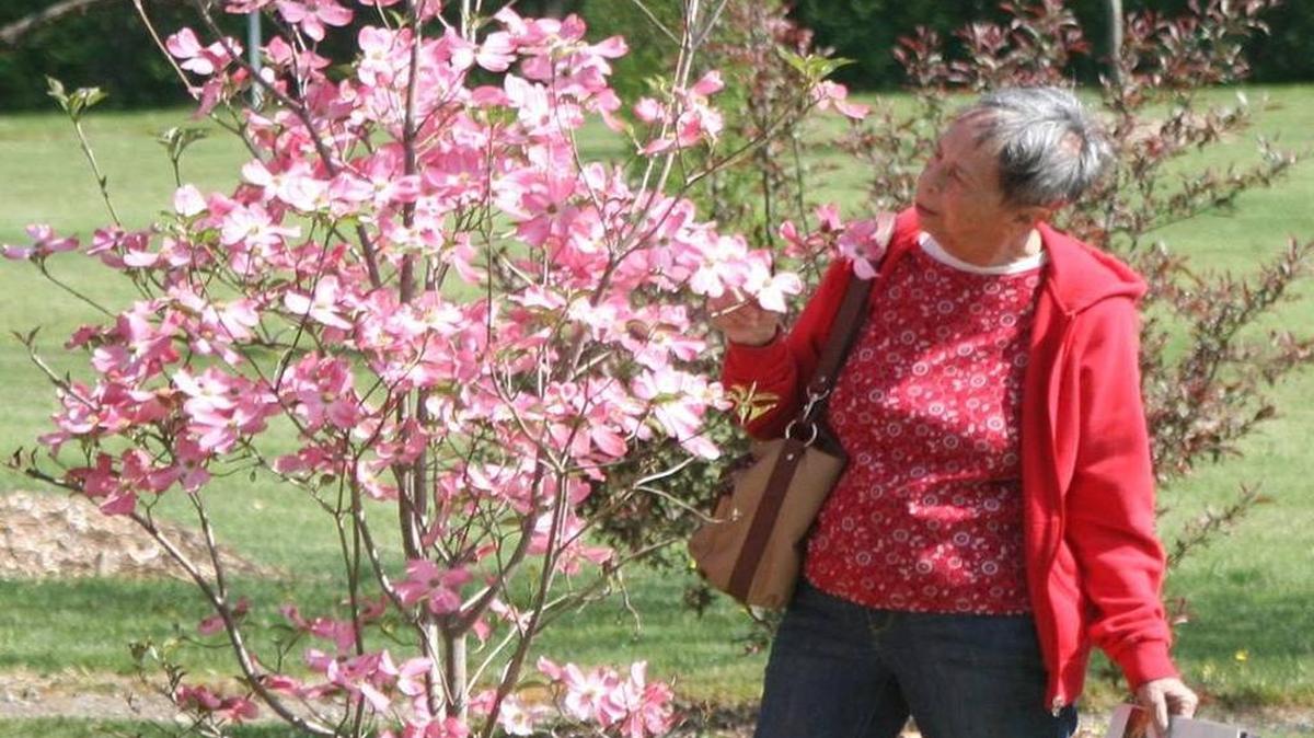 Karen Bancroft of Highland checks out one of the flowering trees in the arboretum at Silver Lark Park in Highland Spring Bloom Festival last year. The Highland Tree Commission and Parks & Recreation Department will hold the annual festival at Silver Lake Park this year on Saturday, April 22.