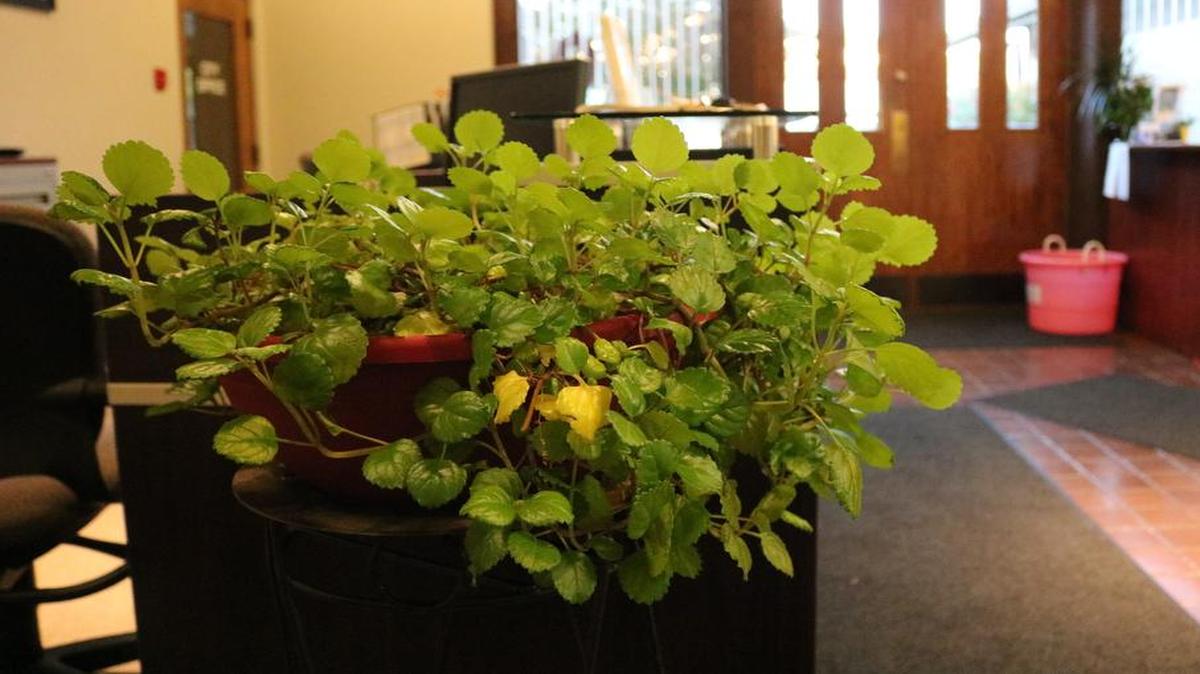 The plant given to the city as a gift from Ed and Sylvia Harvey is stemmed from a trimming of a plant that sat in the Oval Office for 56 years. The plant is on display in the front office of city hall, 1115 Broadway in Highland.