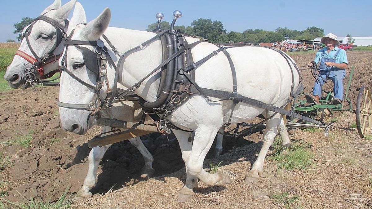 
At Homestead Harvest Days in Highland, multiple teams of horses and mules, such as these, plow the fields at the Latzer Homestead in the manner of early farmers. The beautiful and strong teams cut through the earth and make a very educational display.
