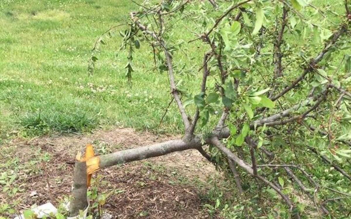 A reward is being offered for information on vandalism at Glik Park in Highland. Last week, there were a few incidents of damage to property at the Glik Park grounds and facility, including this tree that was broken. Restroom were also vandalized, which the Parks and Recreation Department referred to on its Facebook page as “quite frankly disgusting acts.” The city is offering a $500 reward for information leading to the arrest of the individual or individuals responsible for the damage at Glik Park. “We would also ask that the parents in attendance at events in Glik park take notice of any unsupervised youth and notify P and R staff if you see anything suspicious,” the department’s Facebook post said.